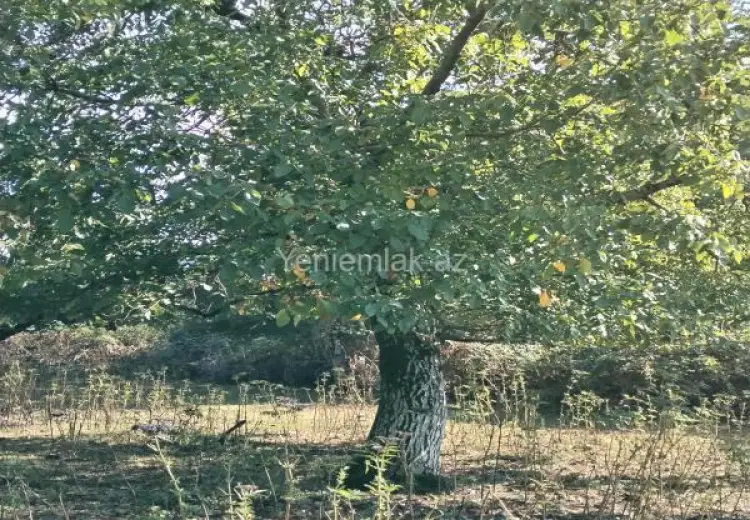 15 sot Torpaq Satılır, Oğuz