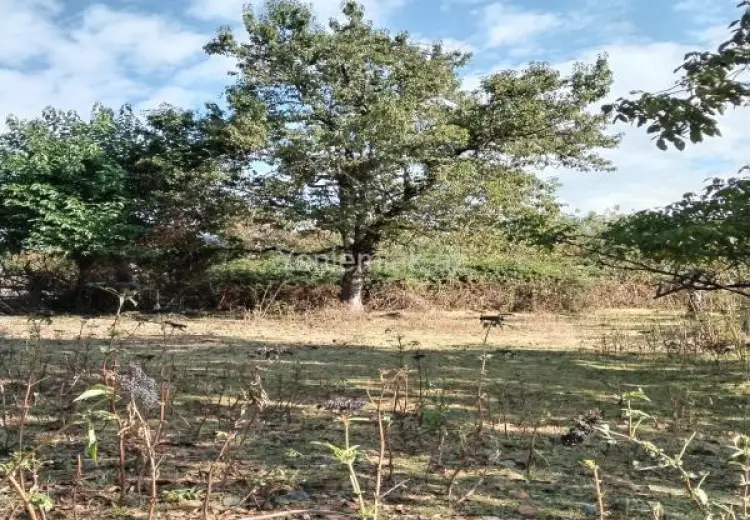 15 sot Torpaq Satılır, Oğuz