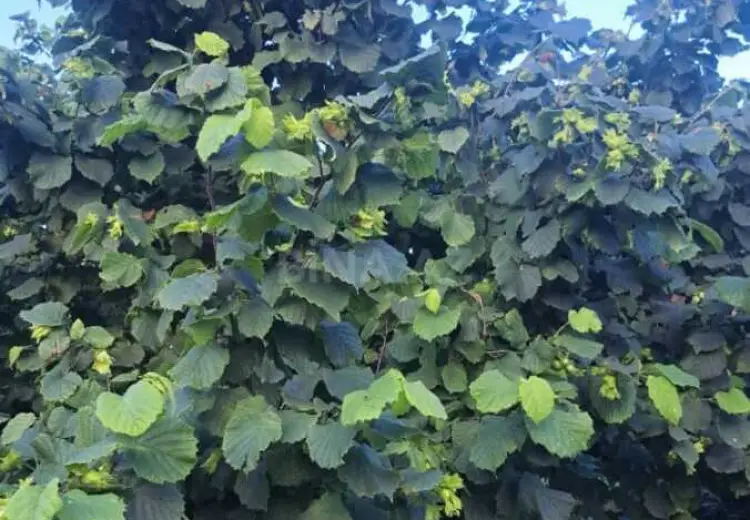 100 sot Torpaq Satılır, Xaçmaz