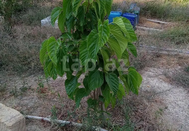 0 m² Obyekt / Ofis , Sumqayıt