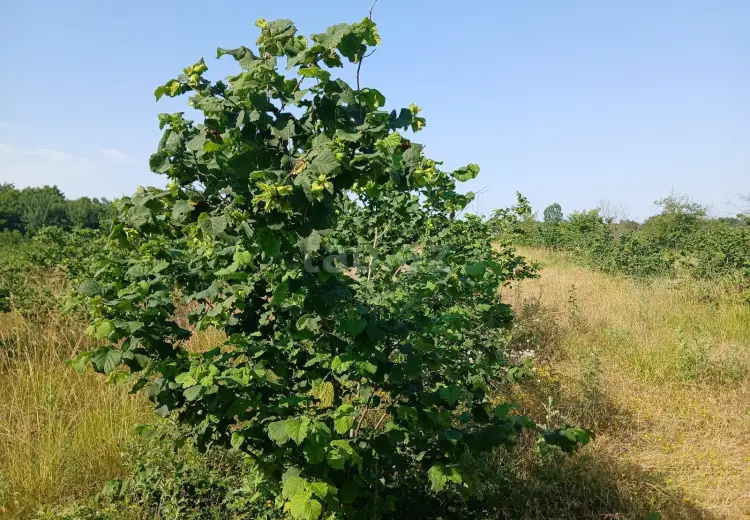 0 m² Obyekt / Ofis , Xaçmaz