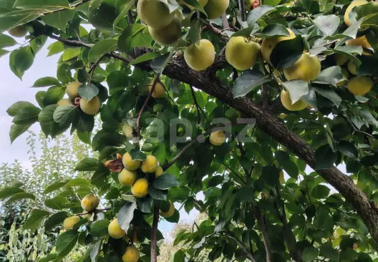 7 otaqlı mənzil , Xaçmaz