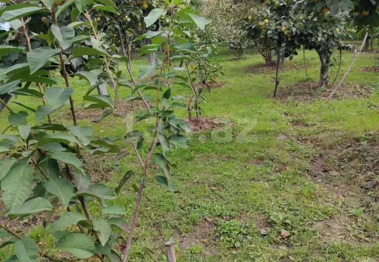 7 otaqlı mənzil , Xaçmaz