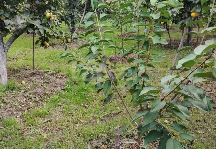 7 otaqlı mənzil , Xaçmaz