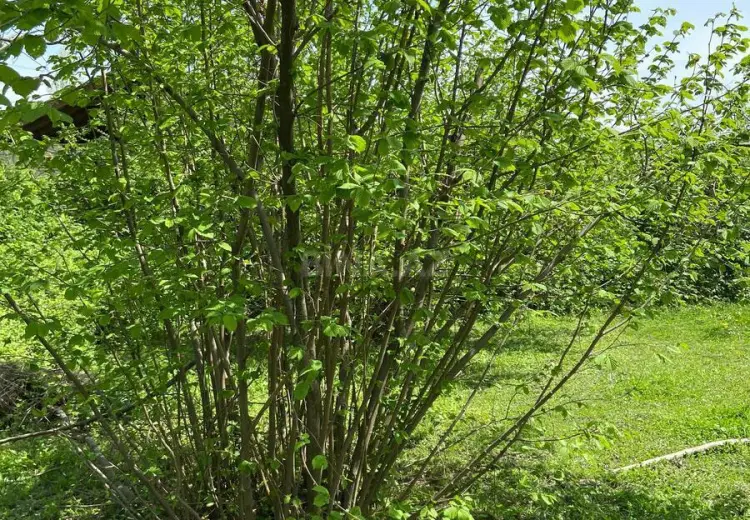 15 sot Torpaq Satılır, Zaqatala