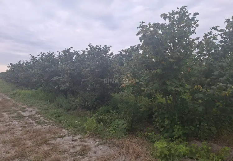 60 sot Torpaq Satılır, Xaçmaz