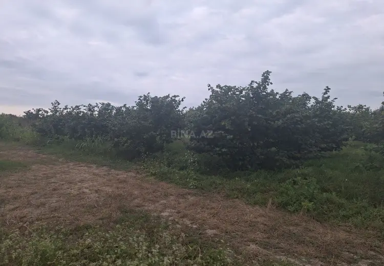60 sot Torpaq Satılır, Xaçmaz