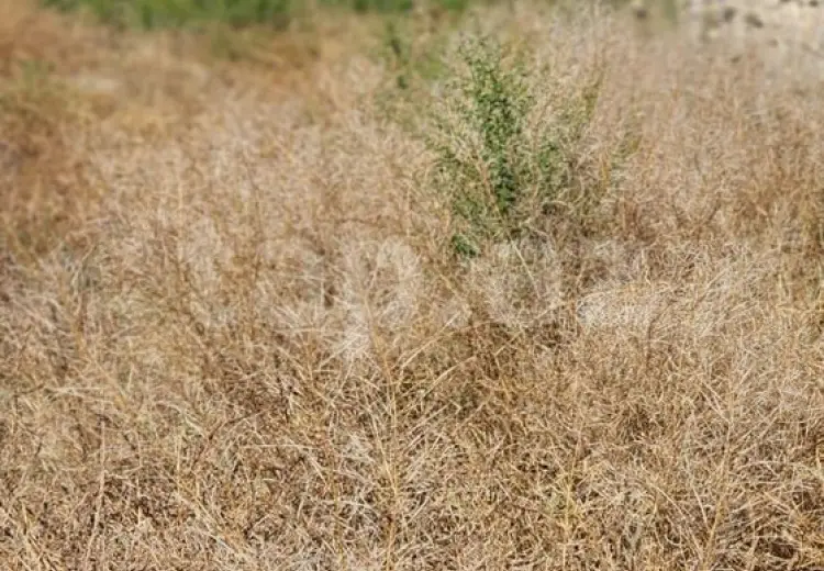 0 m² Obyekt / Ofis , Zabrat qəs., Sabunçu, Bakı
