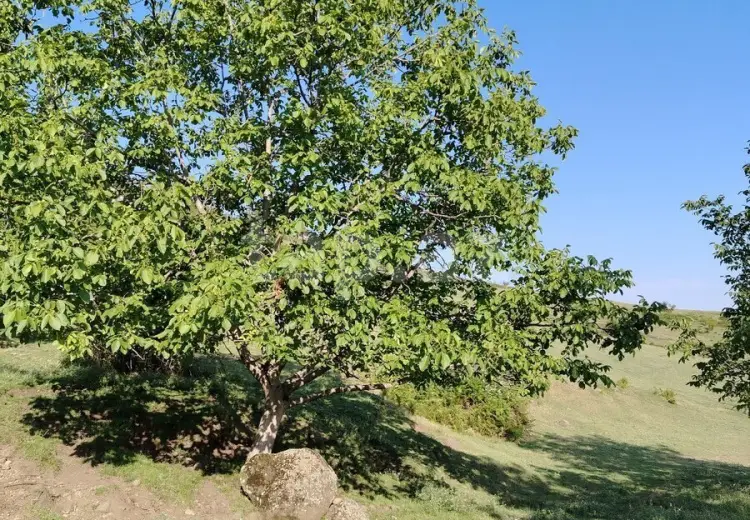 0 m² Obyekt / Ofis , Qəbələ