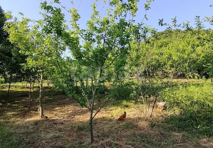 0 m² Obyekt / Ofis , Qəbələ