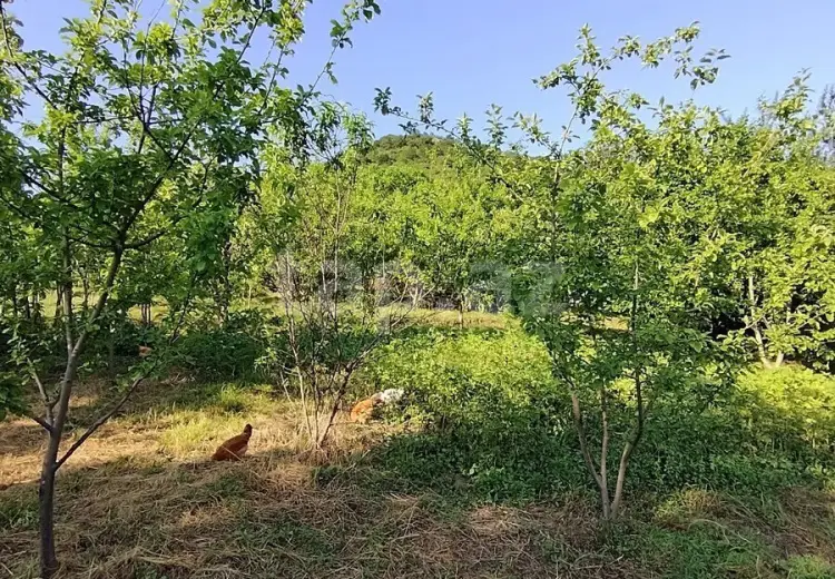0 m² Obyekt / Ofis , Qəbələ