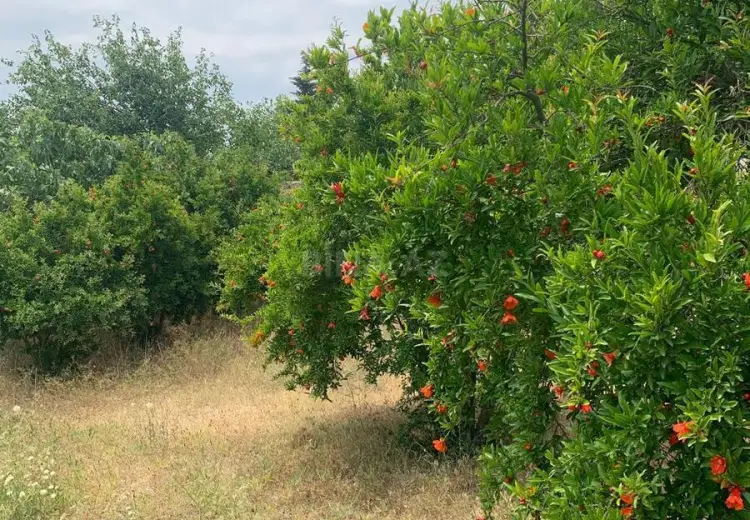 20 sot Torpaq Satılır, Nardaran qəs., Sabunçu, Bakı
