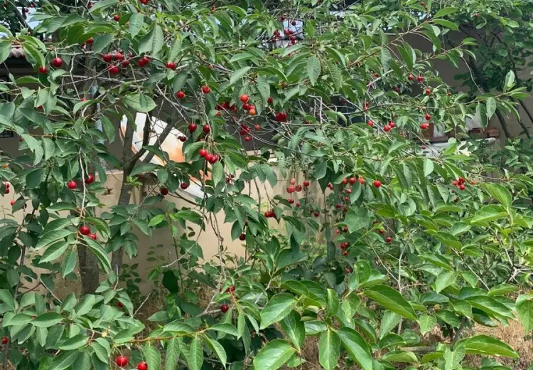 20 sot Torpaq Satılır, Nardaran qəs., Sabunçu, Bakı