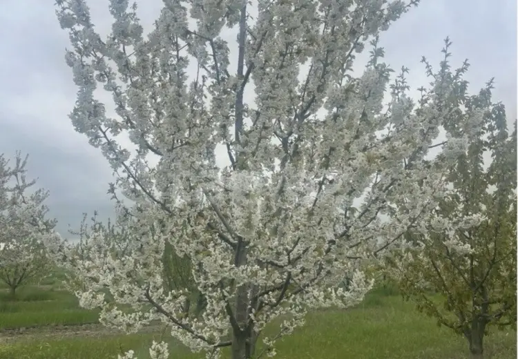 125 sot Torpaq Satılır, Quba