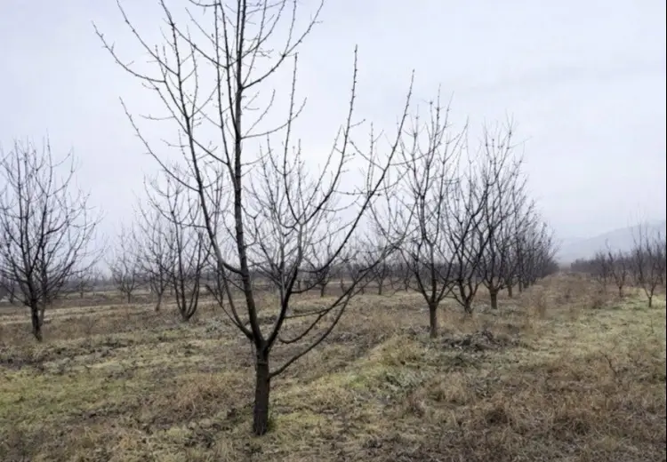 125 sot Torpaq Satılır, Quba