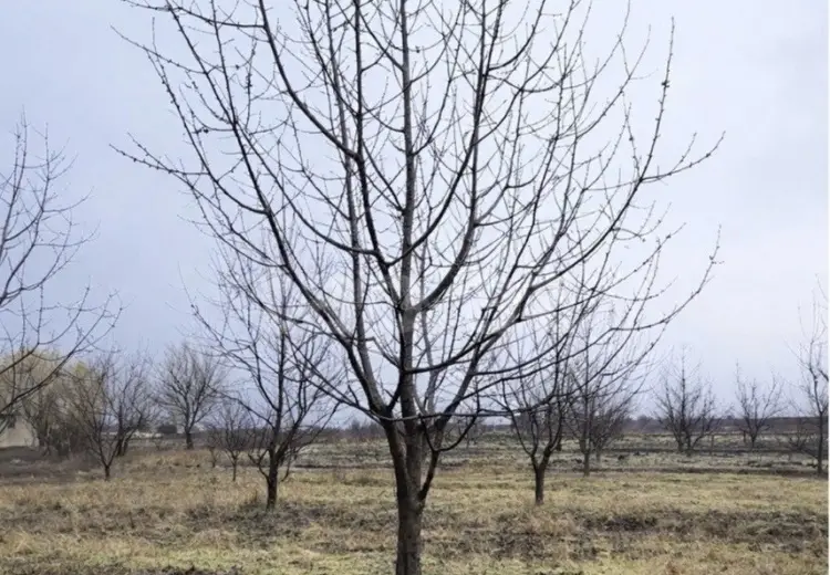 125 sot Torpaq Satılır, Quba