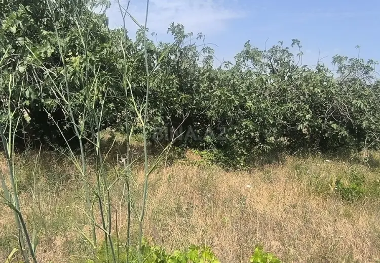 24 sot Torpaq Satılır, Novxanı, Abşeron
