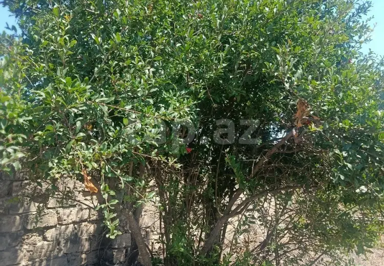 0 m² Obyekt / Ofis , Məhəmmədli, Abşeron