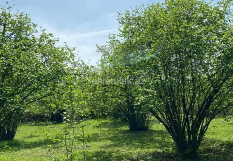 15 sot Torpaq Satılır, Zaqatala