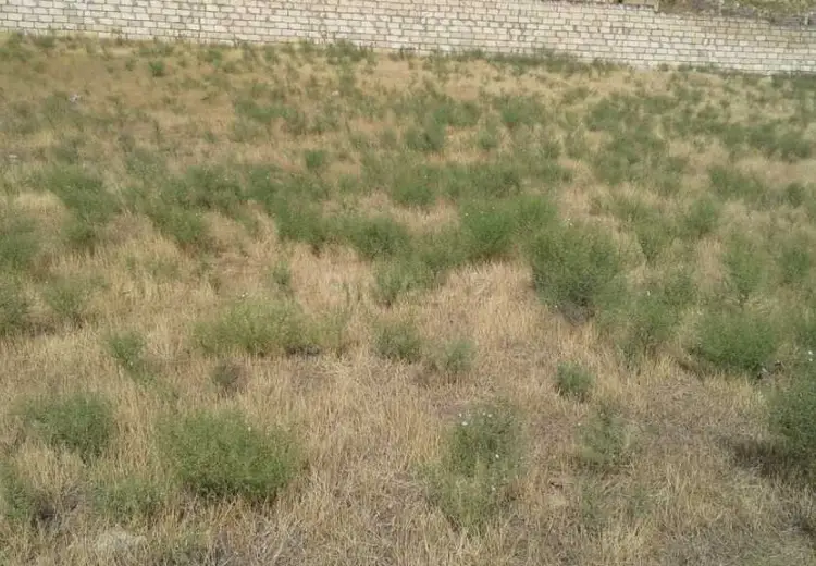 12 sot Torpaq Satılır, Novxanı, Abşeron