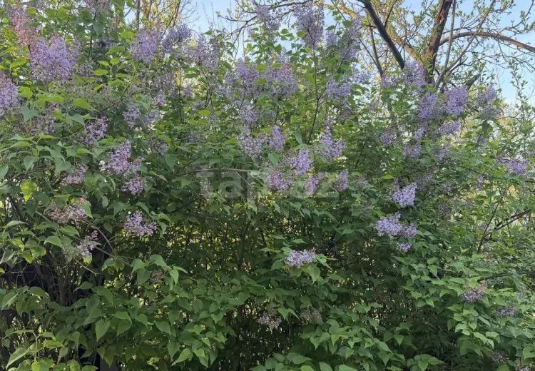 5 otaqlı mənzil , Bakı
