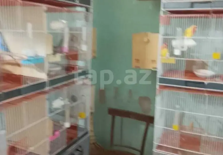 2 otaqlı mənzil , Gəncə