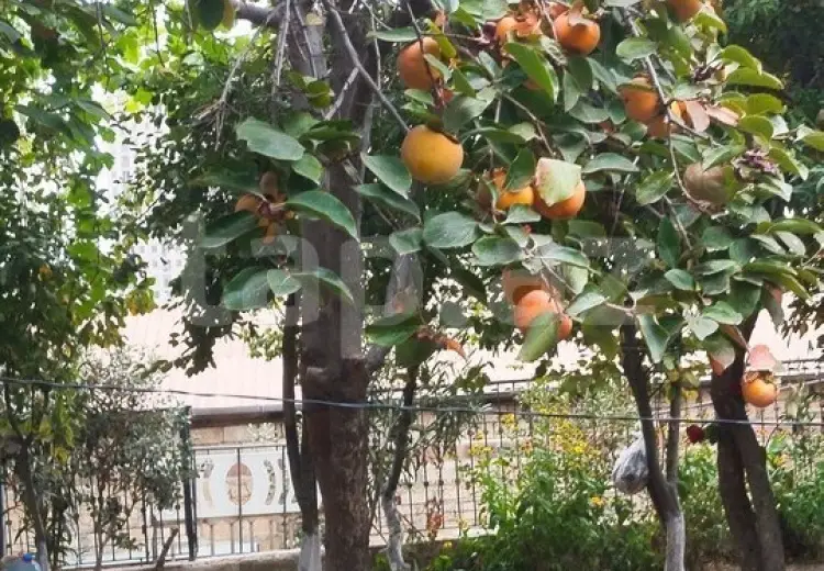 5 otaqlı mənzil , Bayıl qəs., Səbail, Bakı