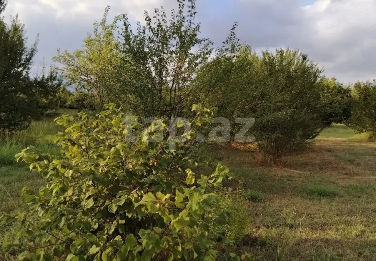 0 m² Obyekt / Ofis , Qəbələ