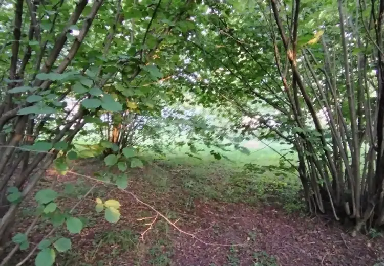 0 m² Obyekt / Ofis , Qəbələ