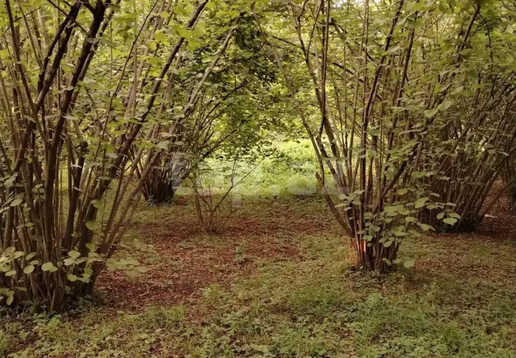 0 m² Obyekt / Ofis , Qəbələ
