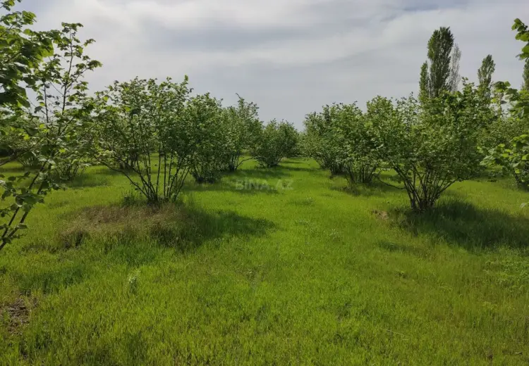 90 sot Torpaq Satılır, Qəbələ
