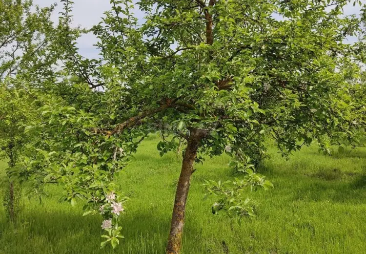 90 sot Torpaq Satılır, Qəbələ