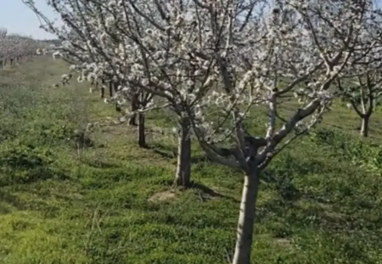 3200 sot Torpaq Satılır, İsmayıllı