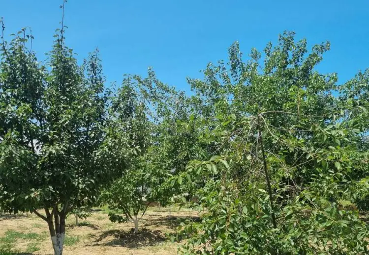 24 sot Torpaq Satılır, Pirşağı qəs., Sabunçu, Bakı
