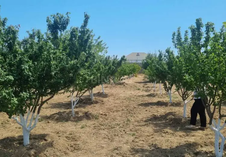 24 sot Torpaq Satılır, Pirşağı qəs., Sabunçu, Bakı