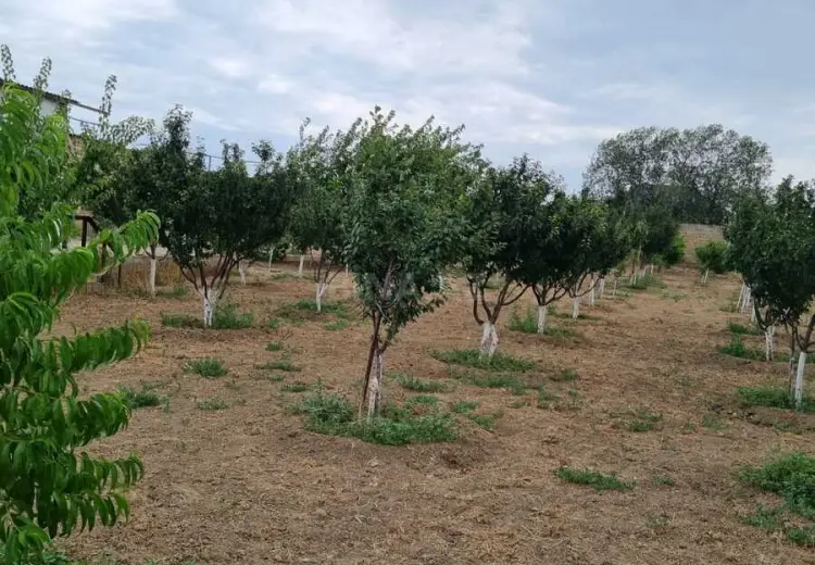 24 sot Torpaq Satılır, Pirşağı qəs., Sabunçu, Bakı