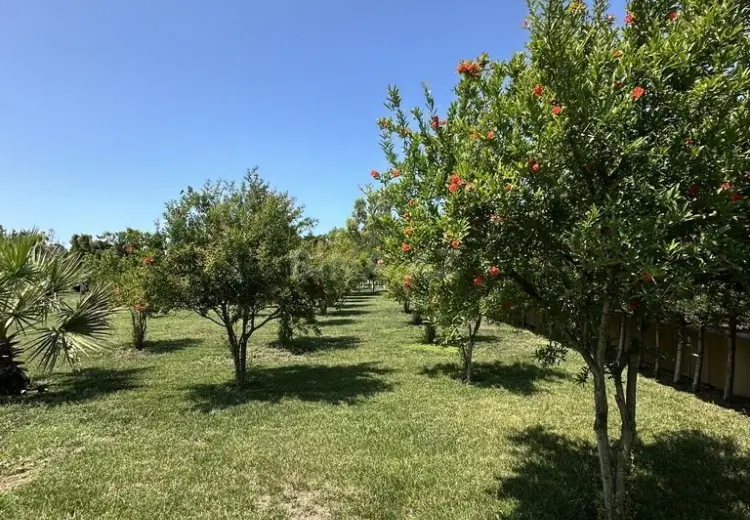 6 sot Torpaq Satılır, Şüvəlan, Xəzər, Bakı