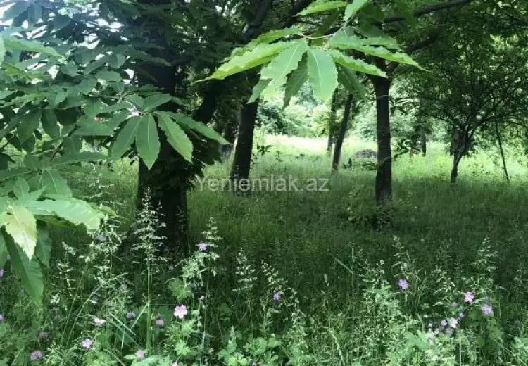 15 sot Torpaq Satılır, Qəbələ