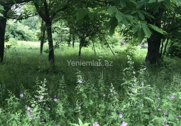 15 sot Torpaq Satılır, Qəbələ