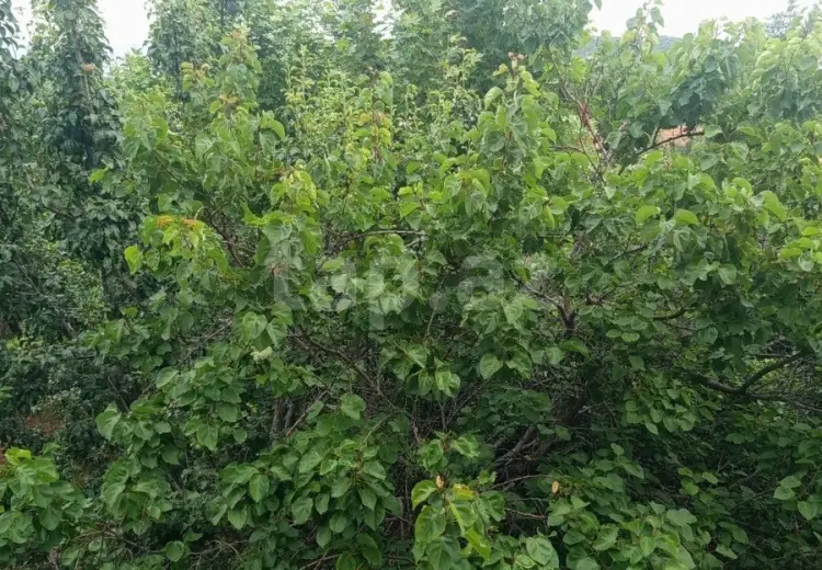 5 otaqlı mənzil , Siyəzən