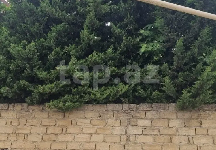 5 otaqlı mənzil , Siyəzən