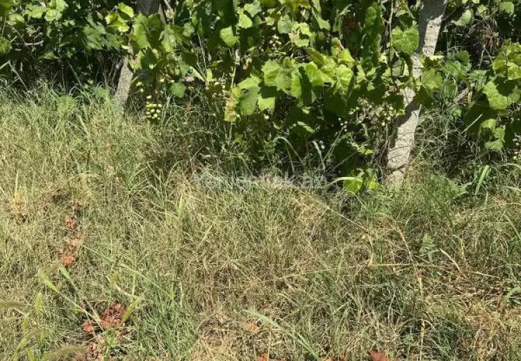 2.6 sot Torpaq Satılır, Qurd dərəsi, Sumqayıt