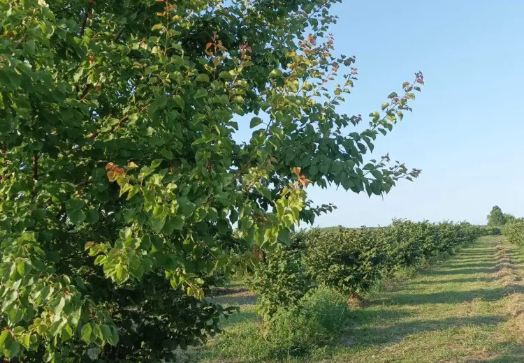 57 sot Torpaq Satılır, Xaçmaz