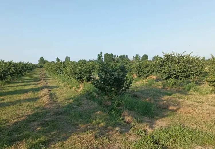 57 sot Torpaq Satılır, Xaçmaz