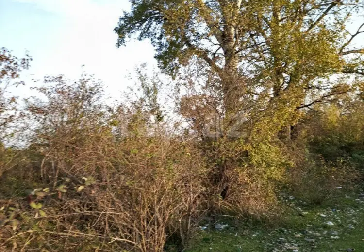 0 m² Obyekt / Ofis , Oğuz