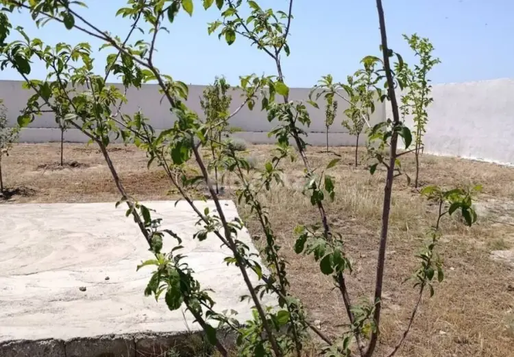 10 sot Torpaq Satılır, Türkan, Xəzər, Bakı