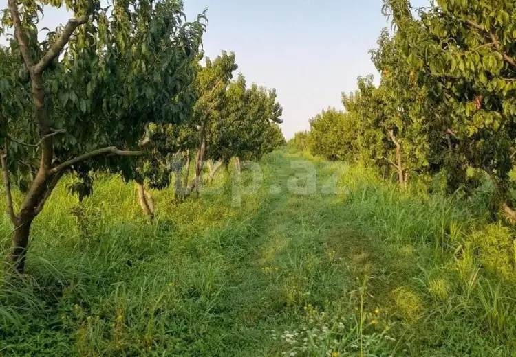 0 m² Obyekt / Ofis , Xaçmaz