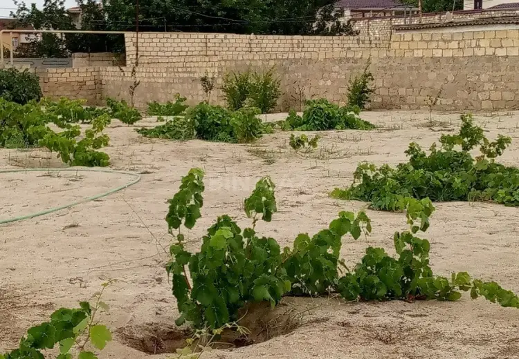 11.5 sot Torpaq Satılır, Novxanı, Abşeron