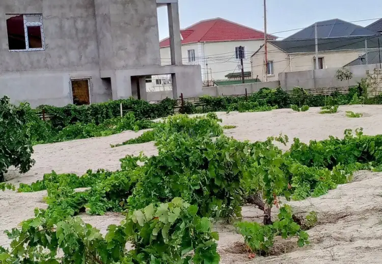 11.5 sot Torpaq Satılır, Novxanı, Abşeron