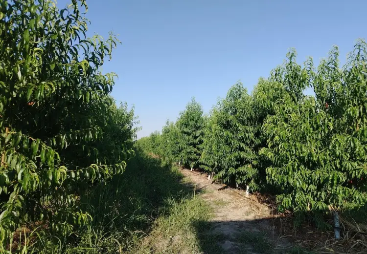 105 sot Torpaq Satılır, Quba